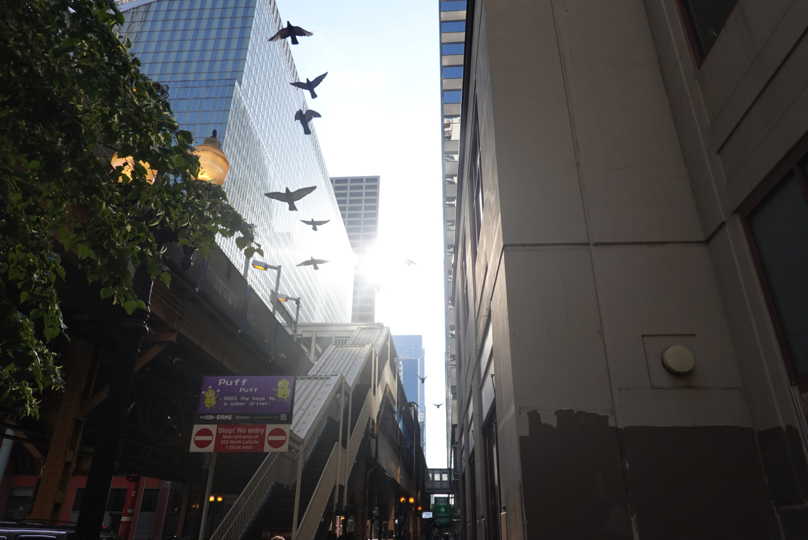 Backlit view of birds flying in Chicago