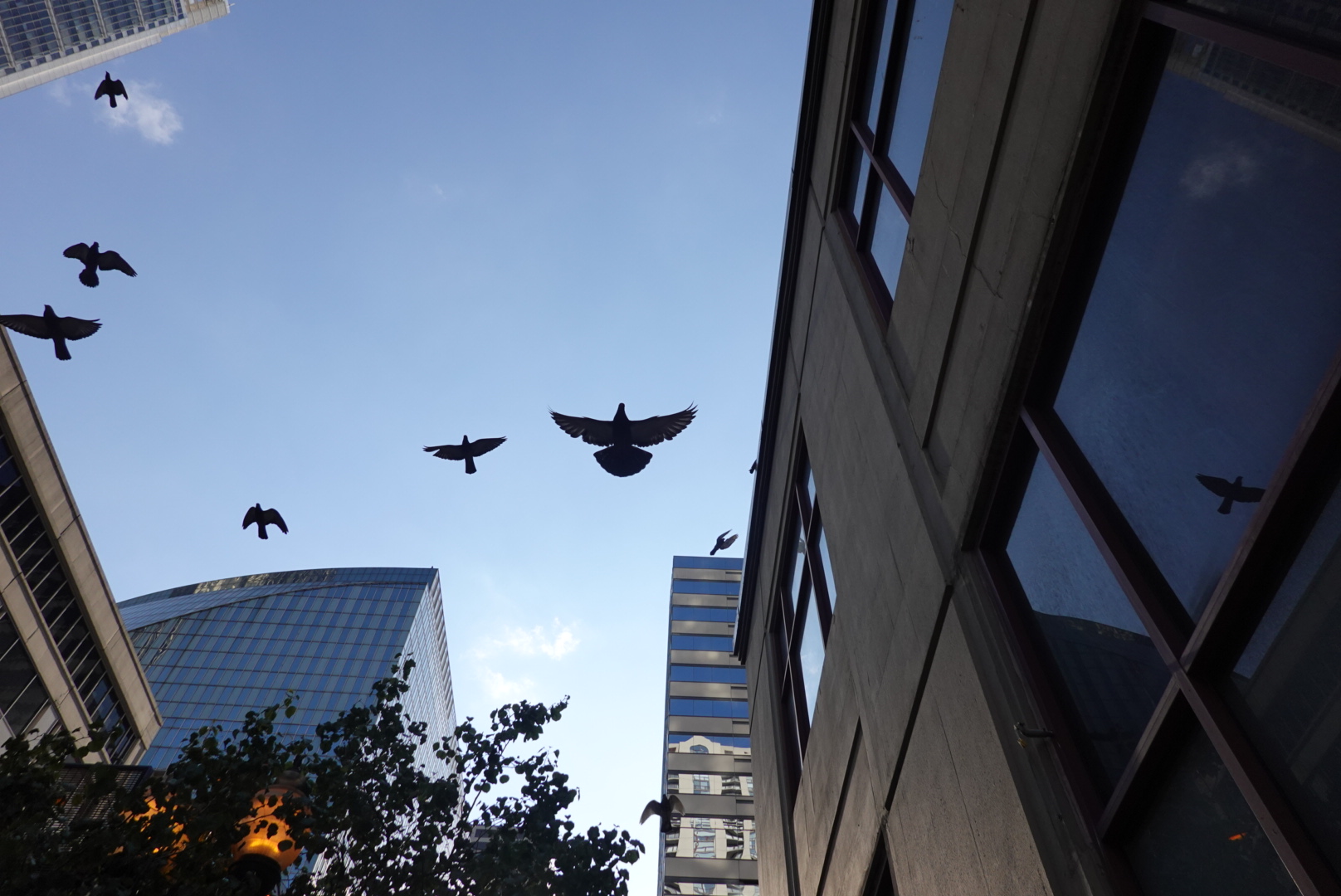 Silhouette of birds flying in Chicago, with one in the center