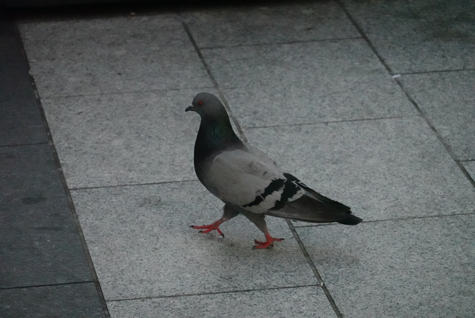 Pigeon in Chicago