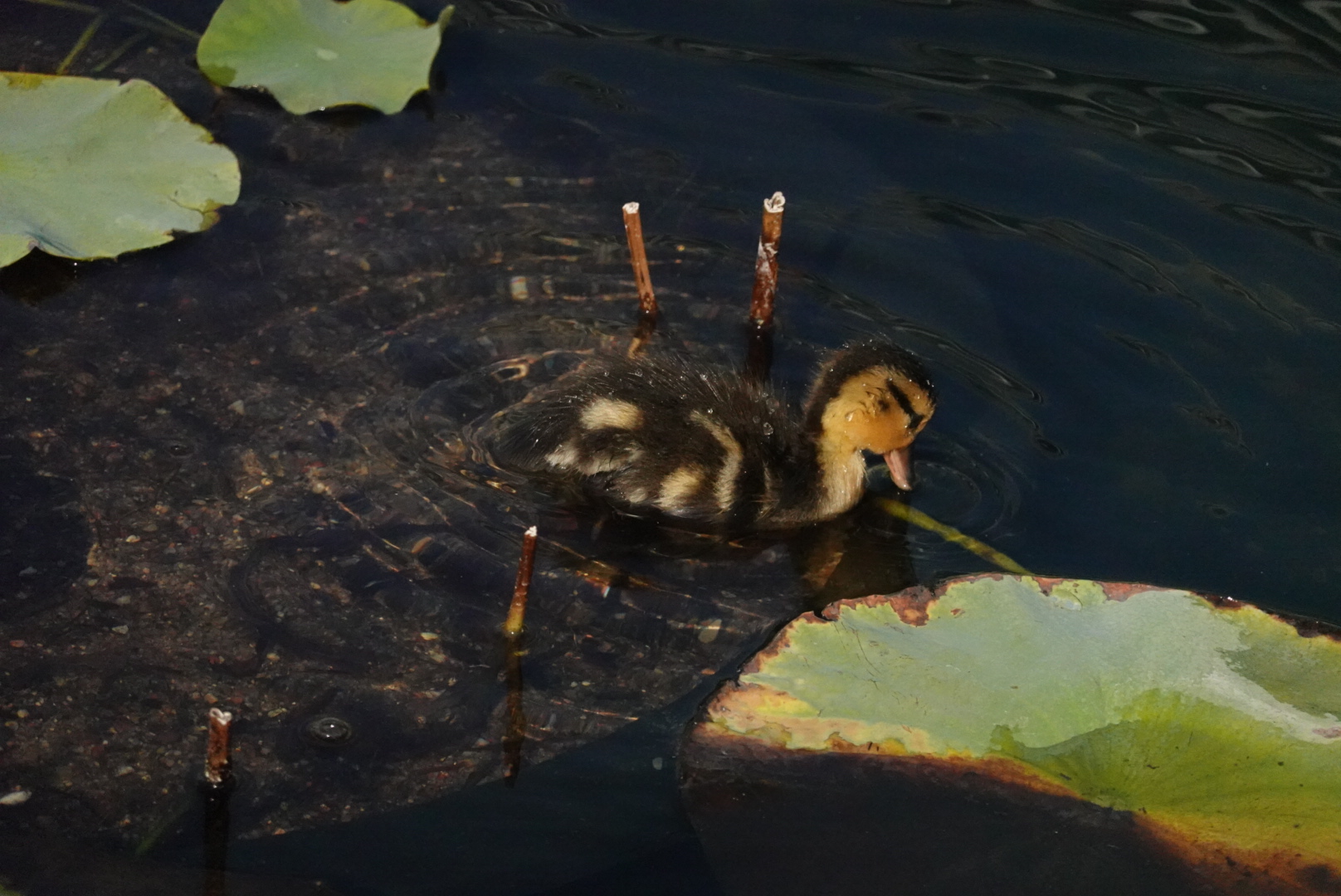 baby duck swimming in water