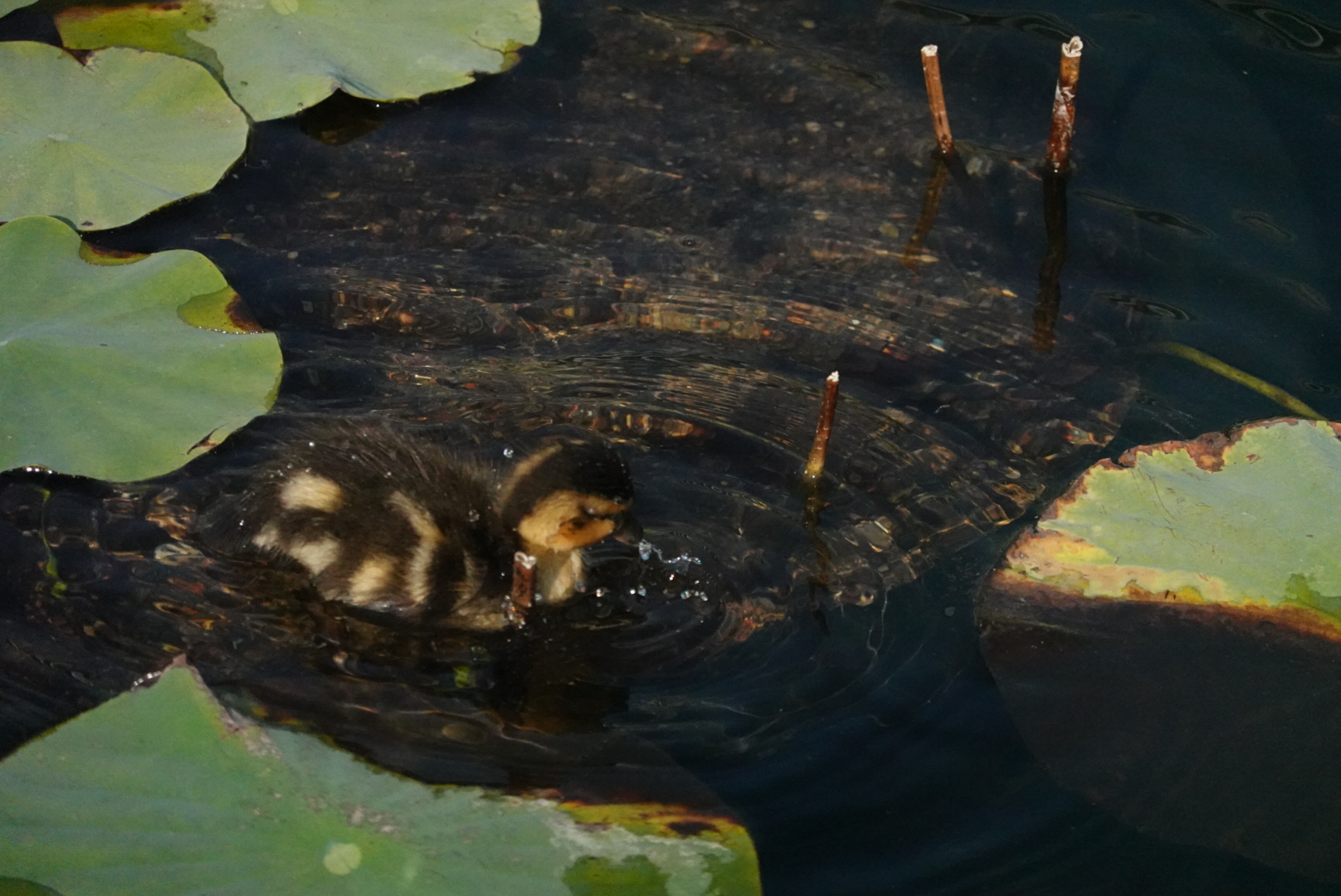 baby duck moving around in water