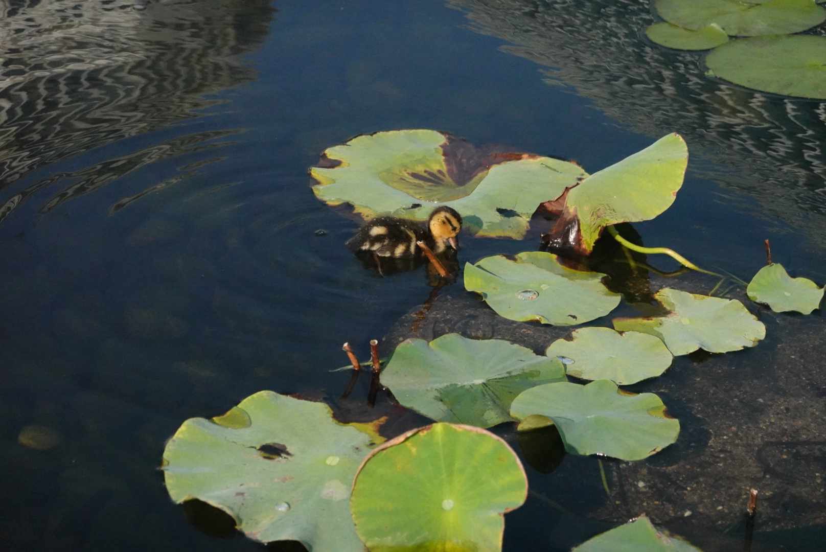 baby duck looking at lilypads in water