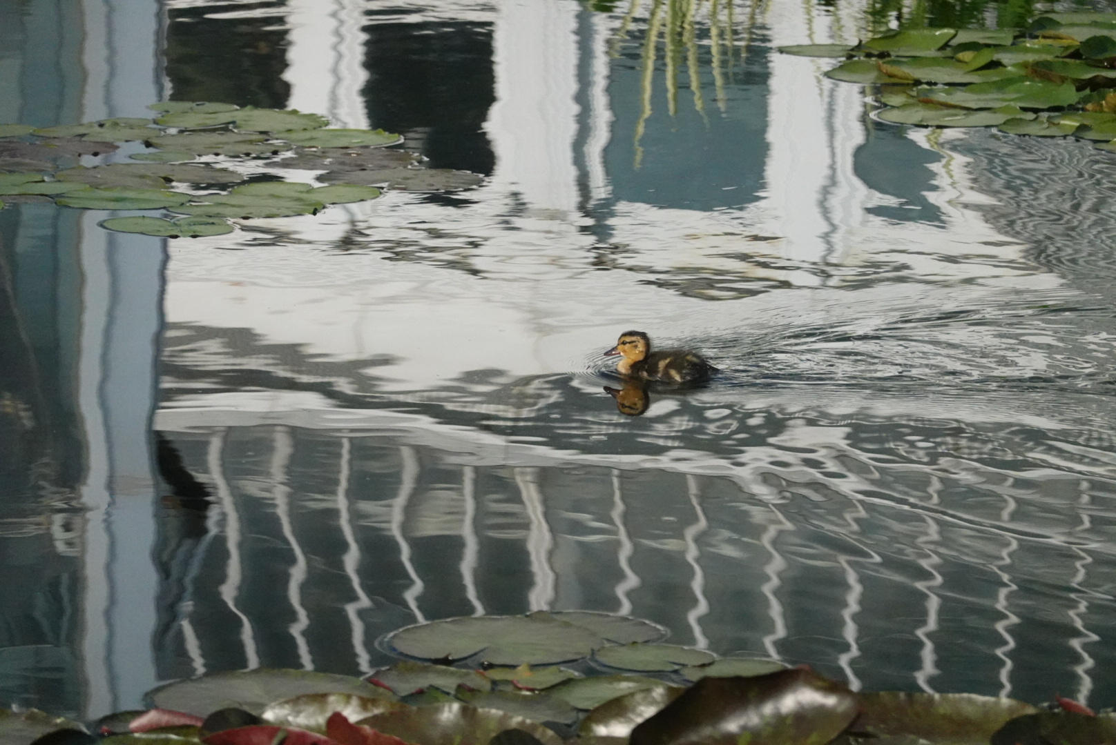 baby duck swimming across water