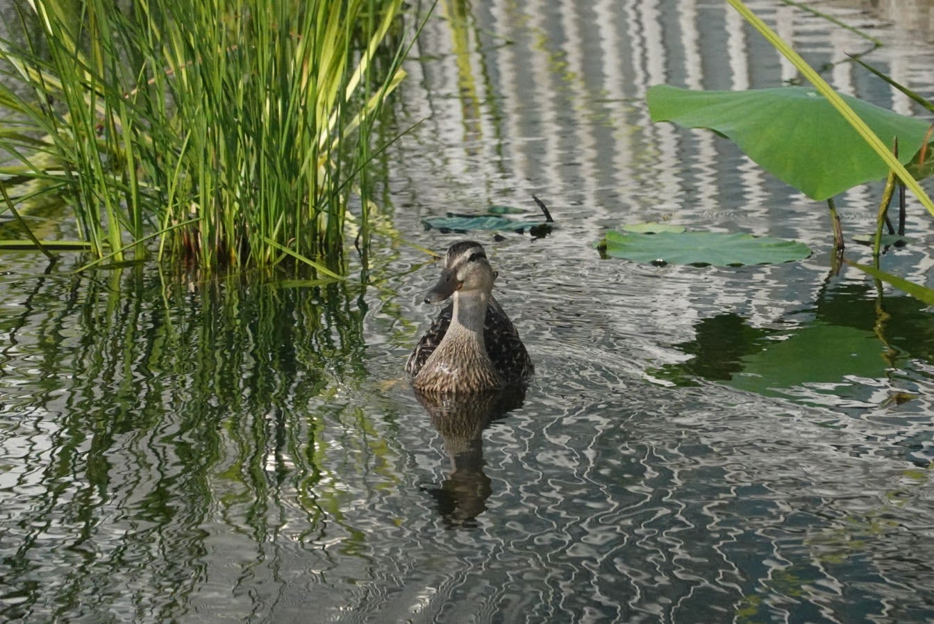 duck swimming in water, looking forwards