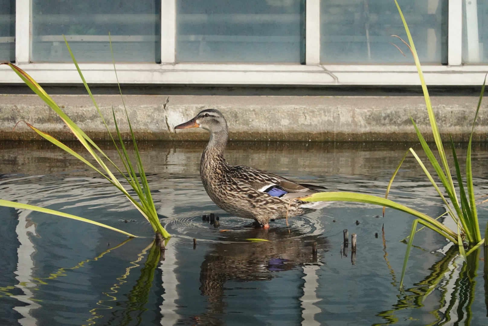 duck standing in water