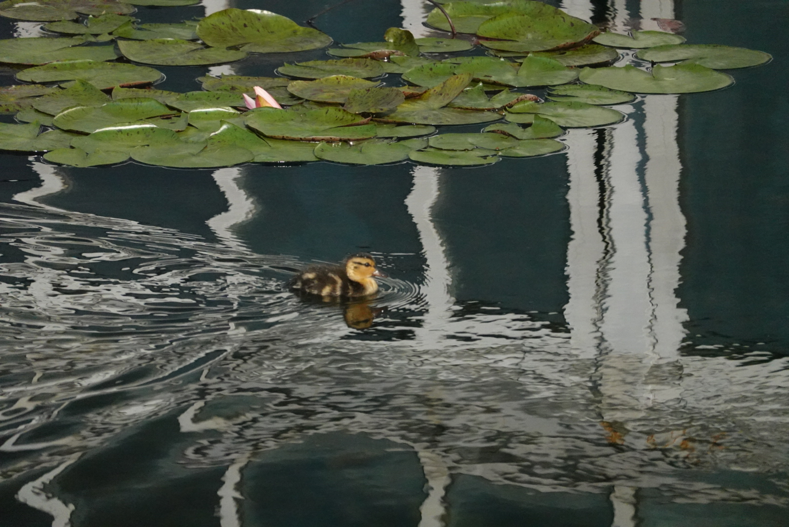 baby duck swimming in water