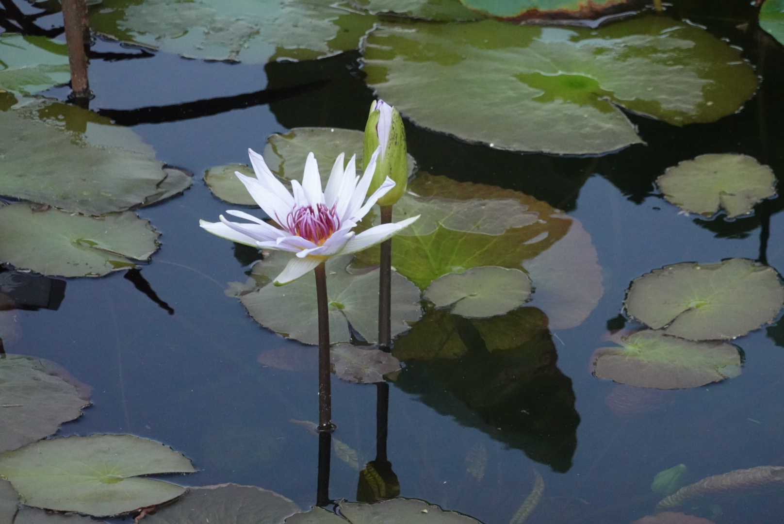 white water lily