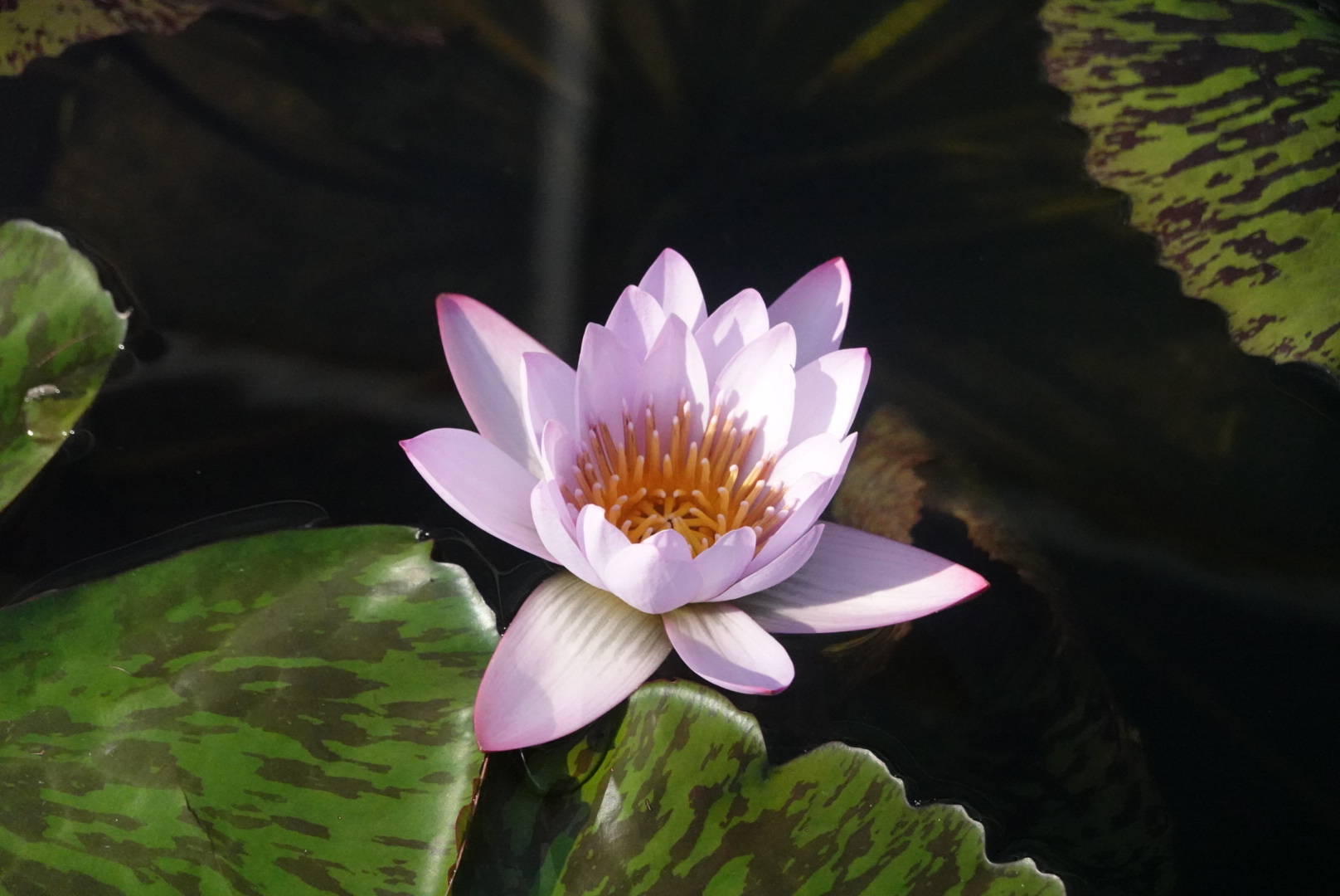 Water Lily