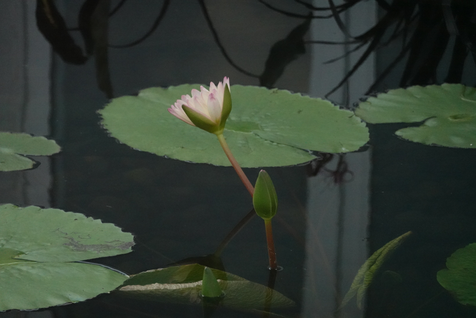 one white water lily with pink tips