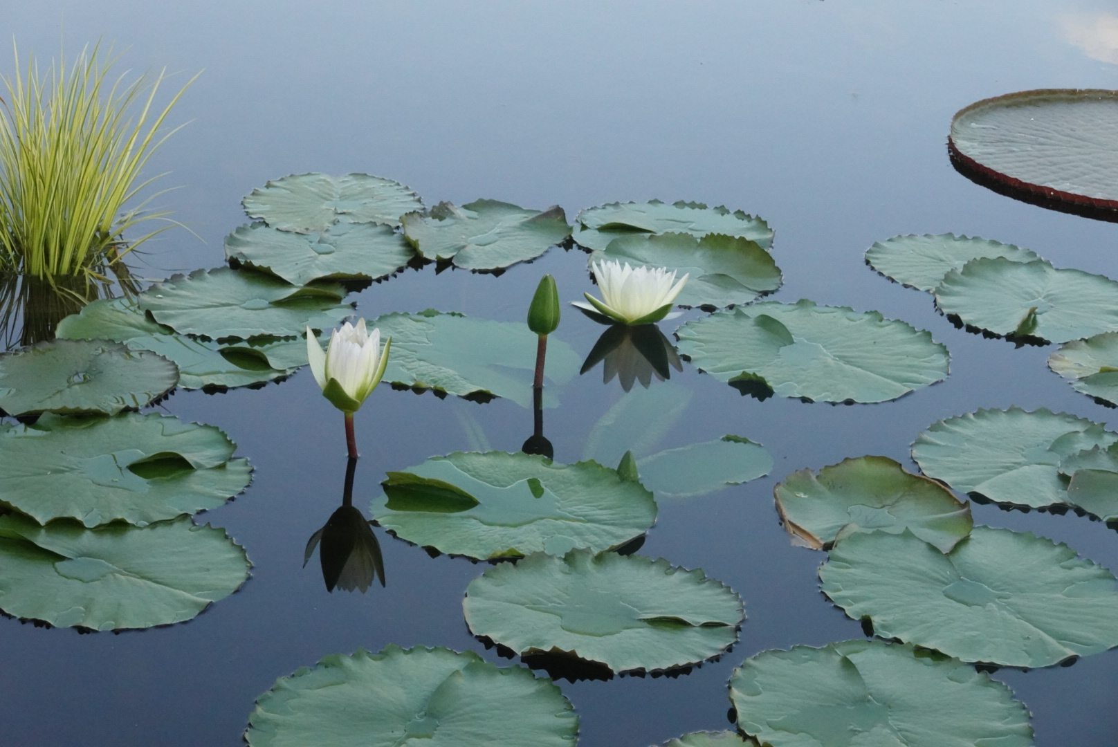 two white water lilies