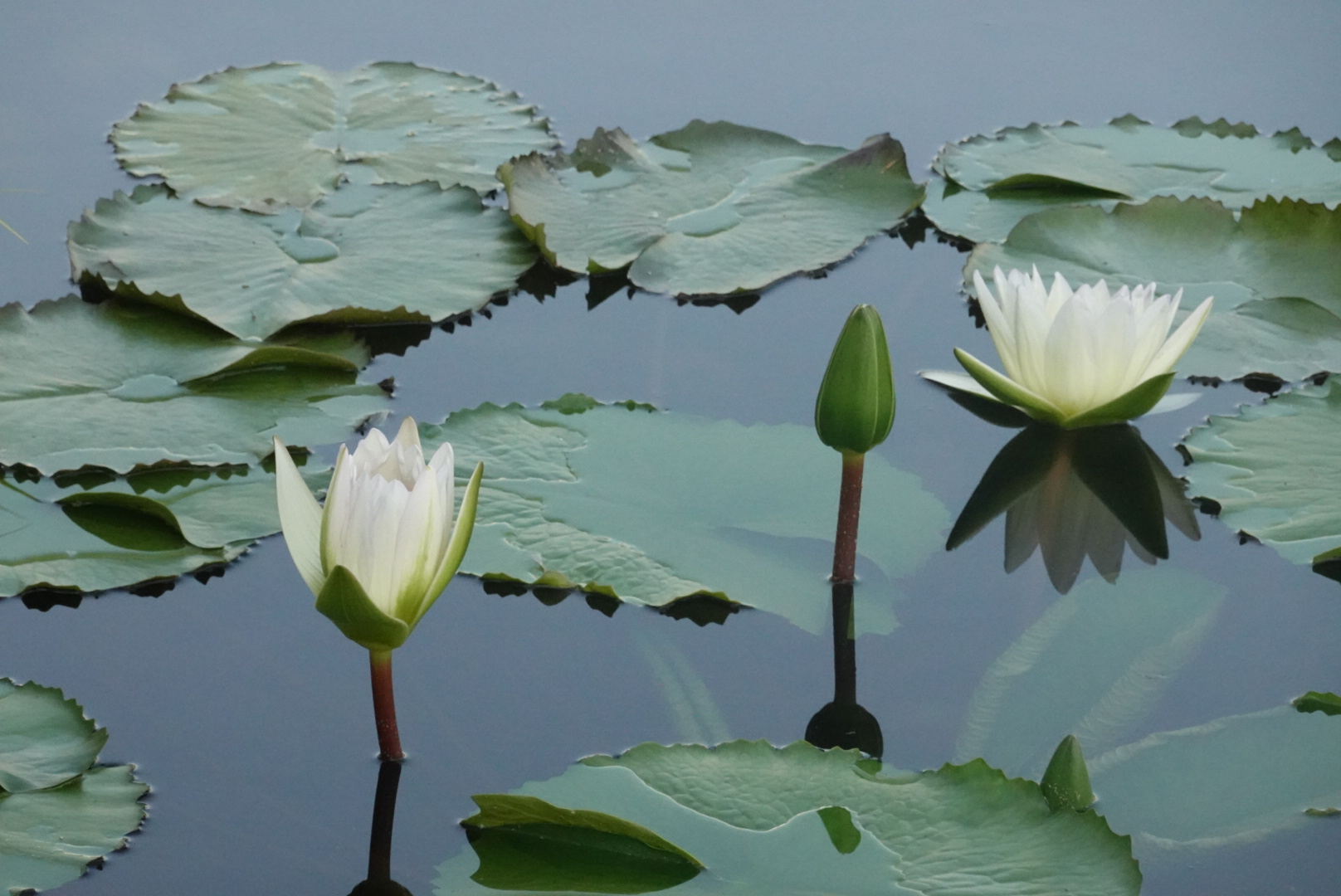 two white water lilies, up close