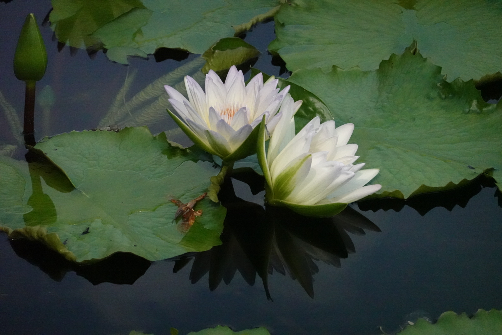 two white water lilies