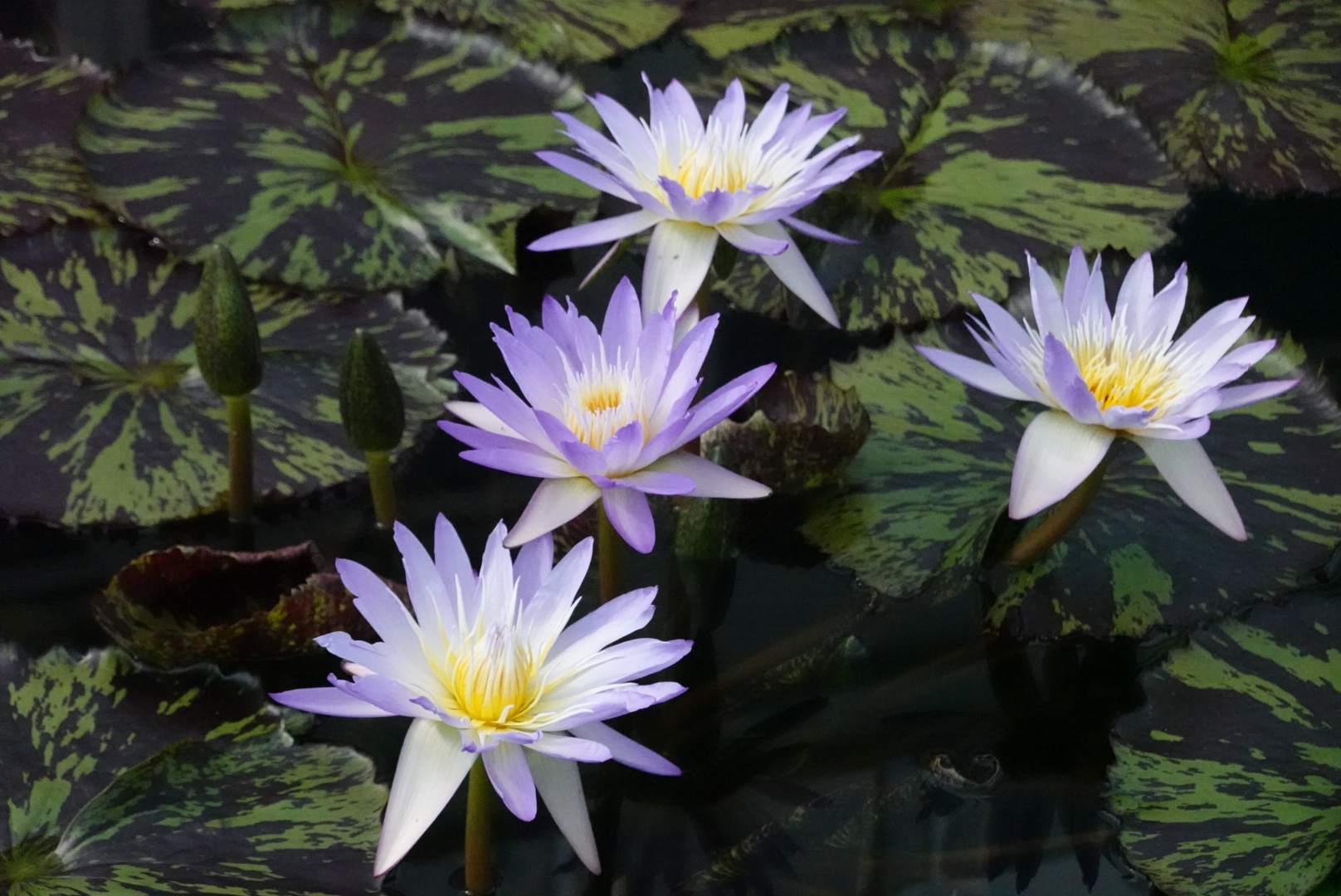 four purple water lilies