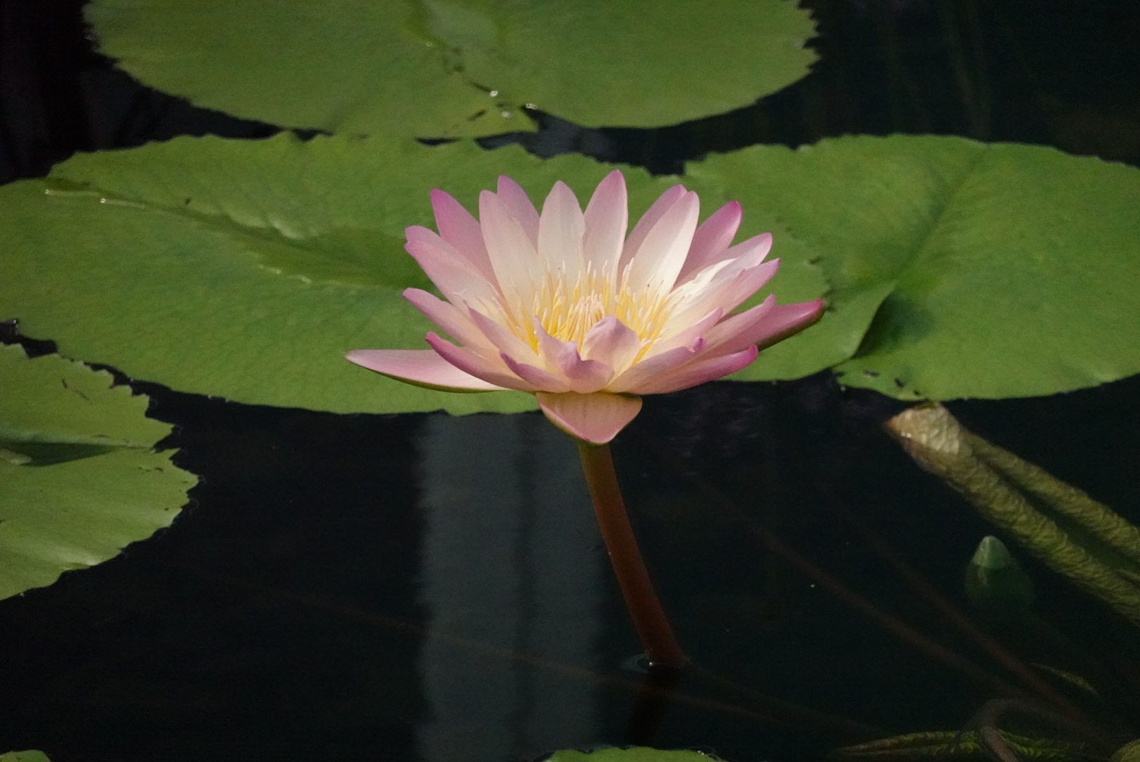 one pink water lily