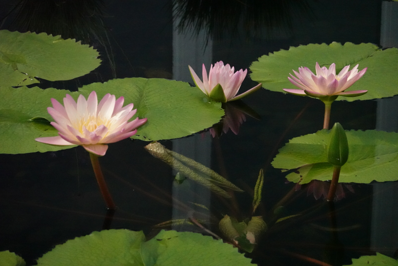 three pink water lilies