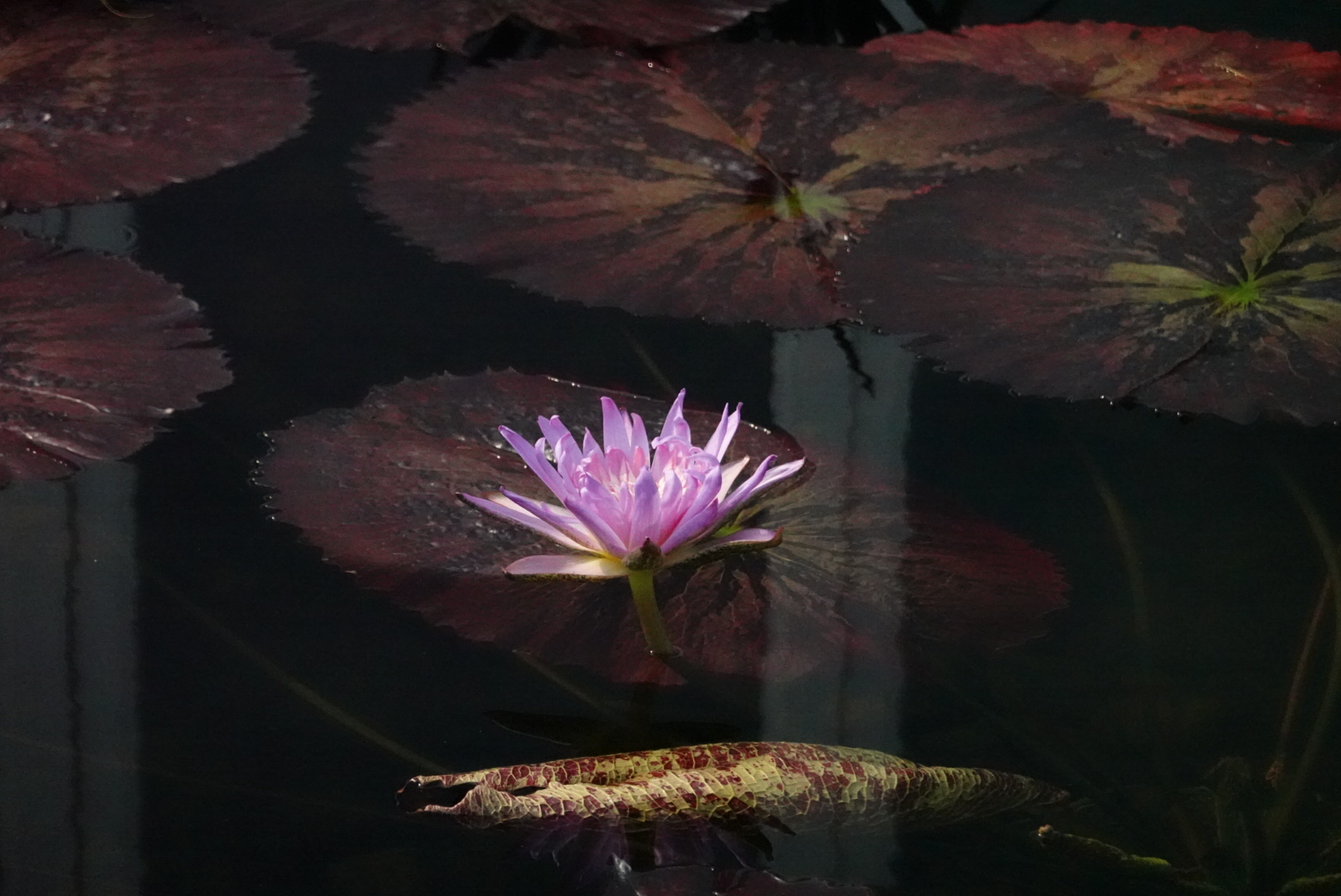 one bright pink water lily