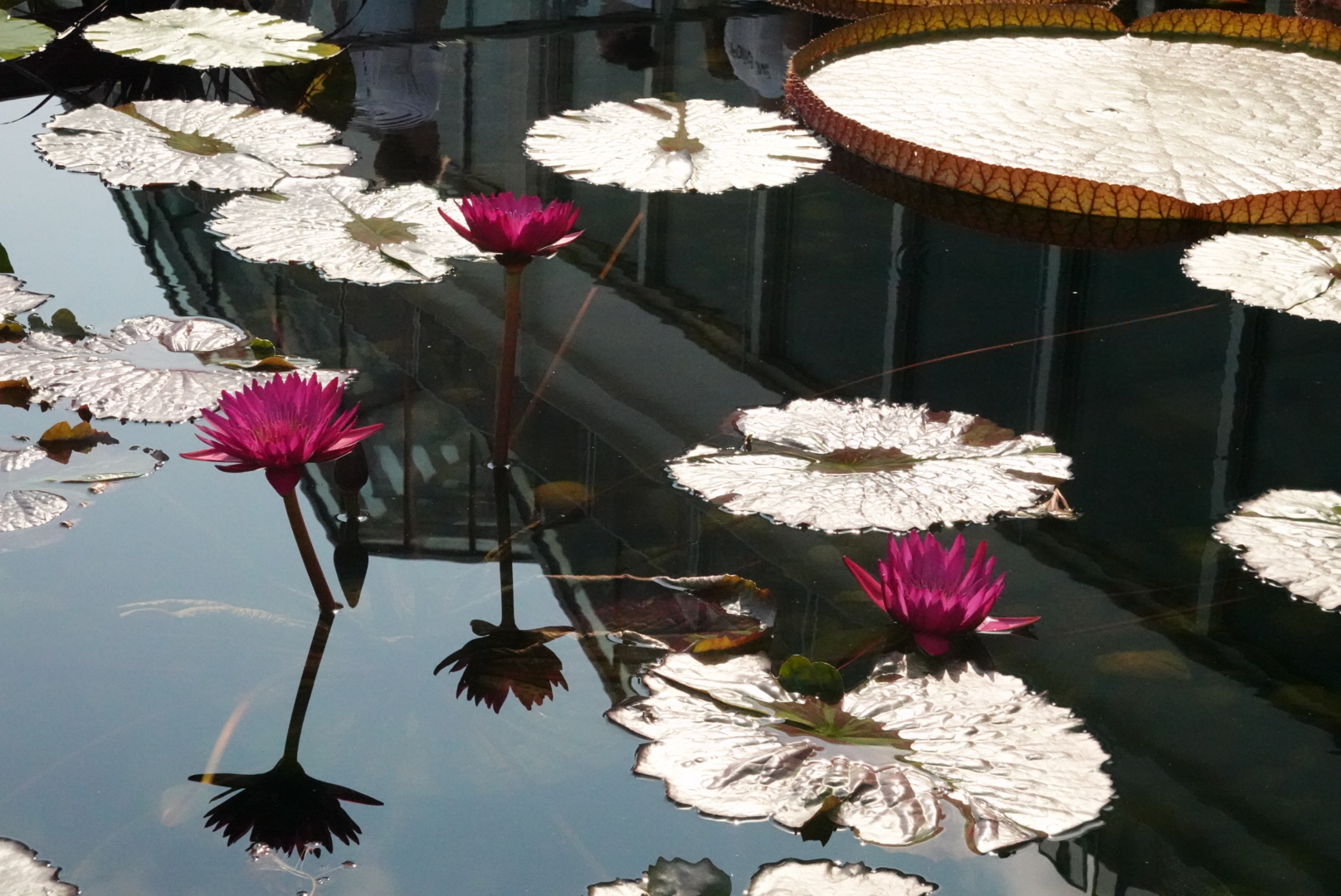 three magenta water lilies