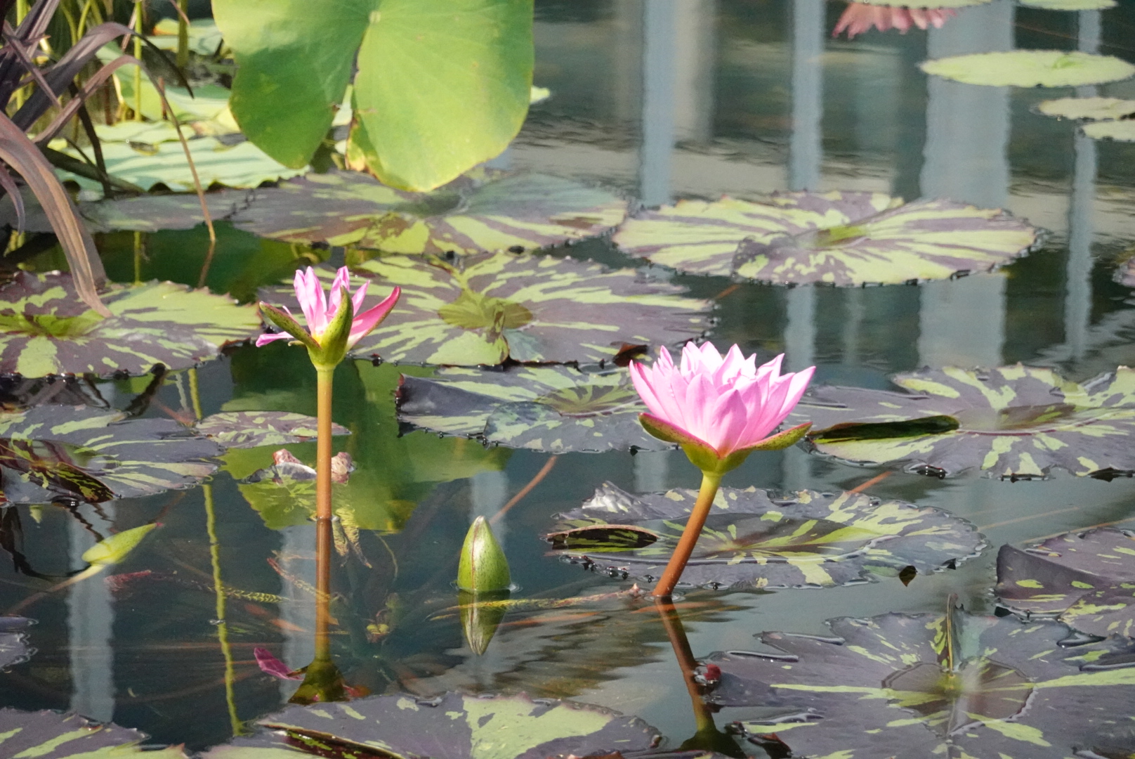 two pink water lilies