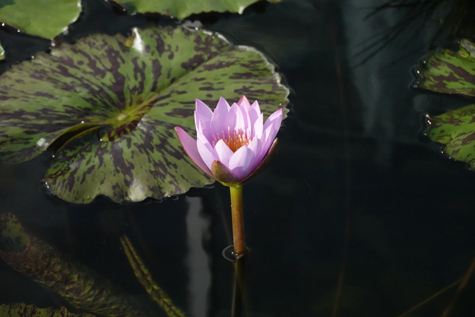 one pink water lily