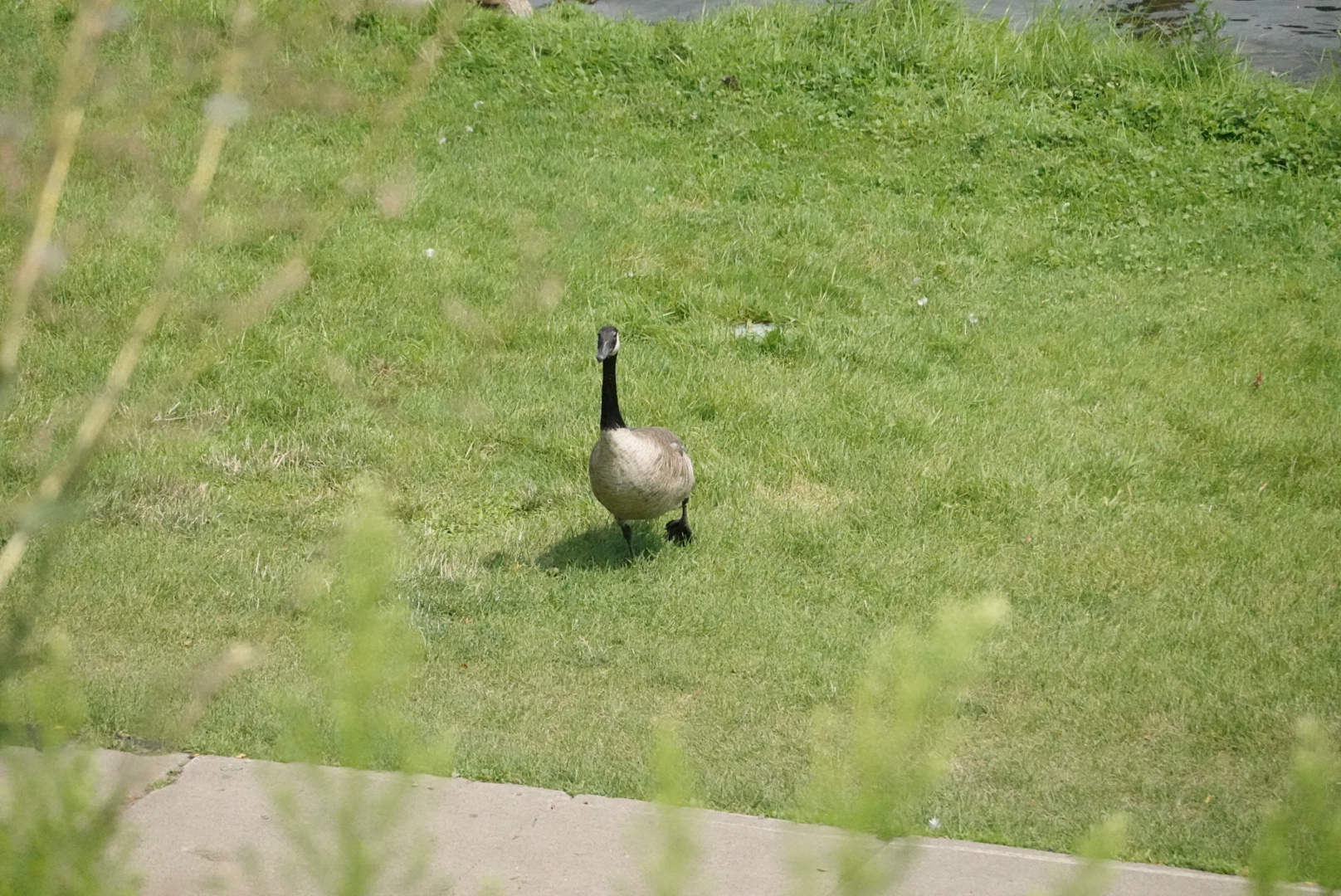 Goose walking towards camera