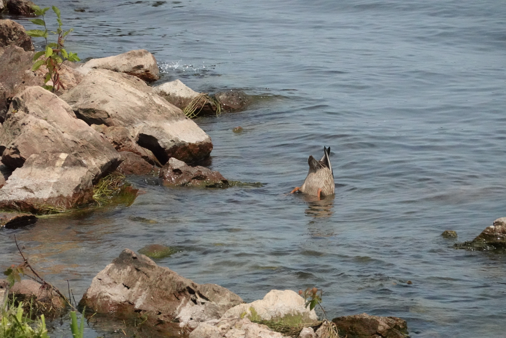 Duck diving into the water, with its backside up in the air