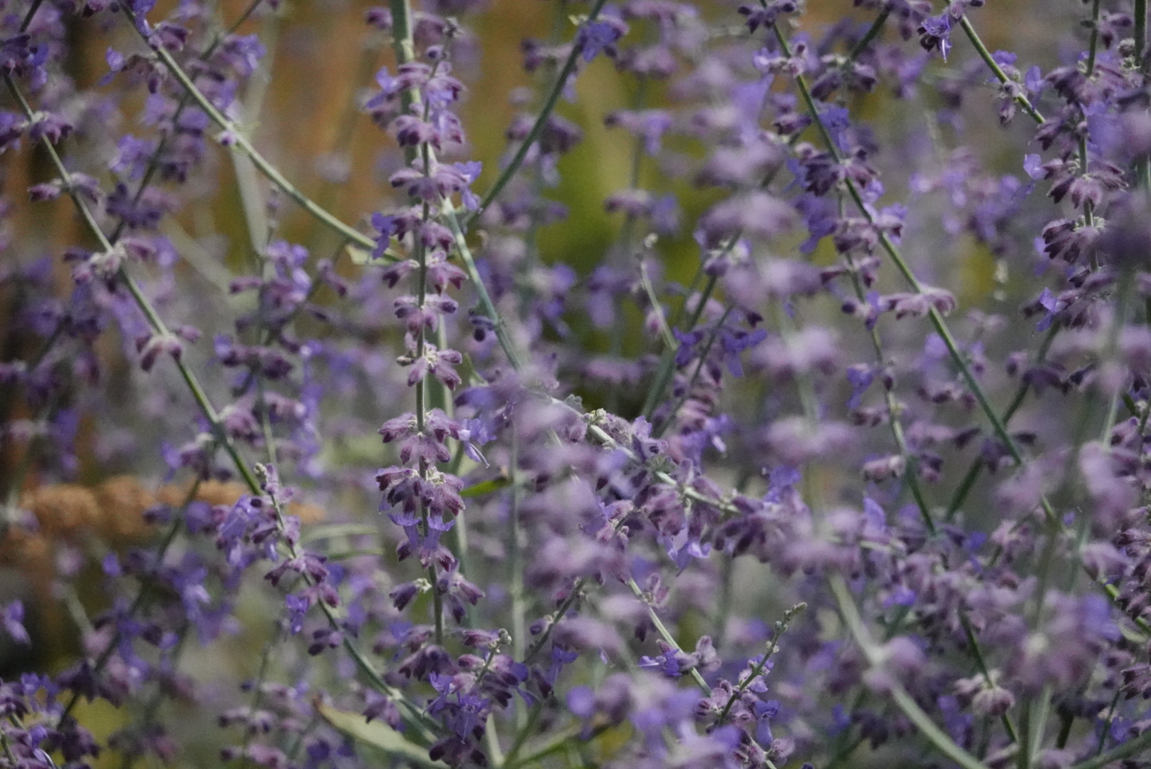 Mixed focus shot of long purple flowers