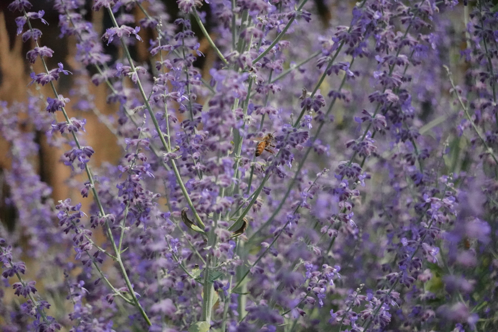 Bee on long purple flowers