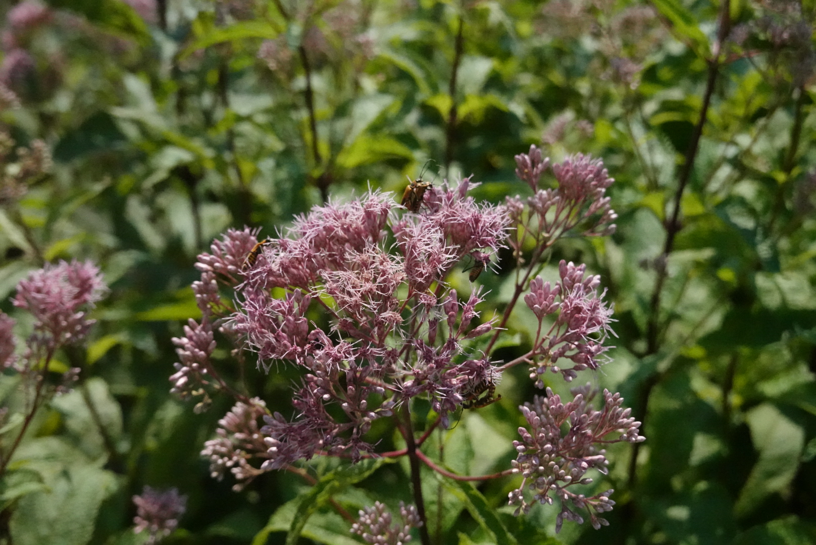 Several bees on a pink flower