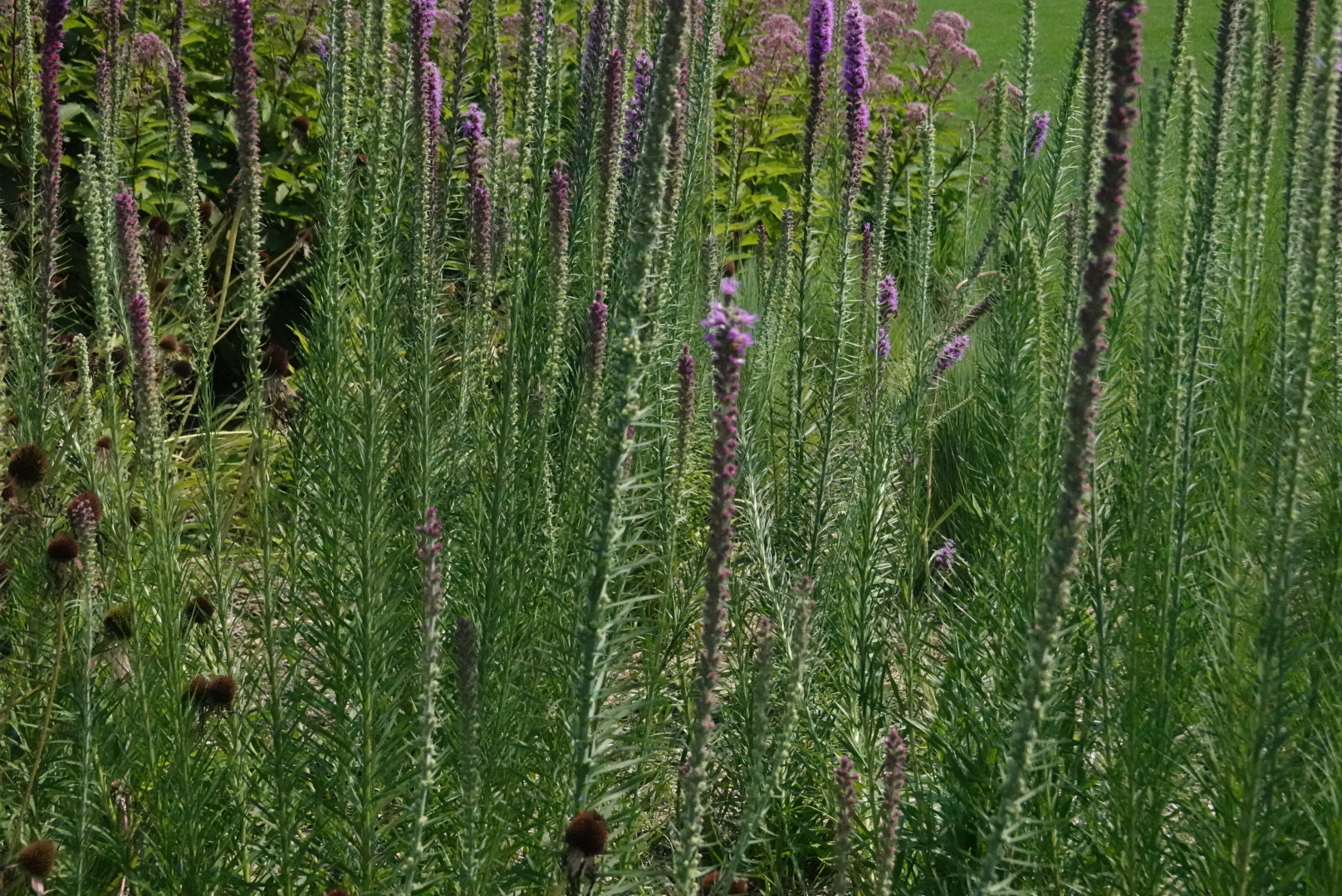 Long purple flowers in the tall grass