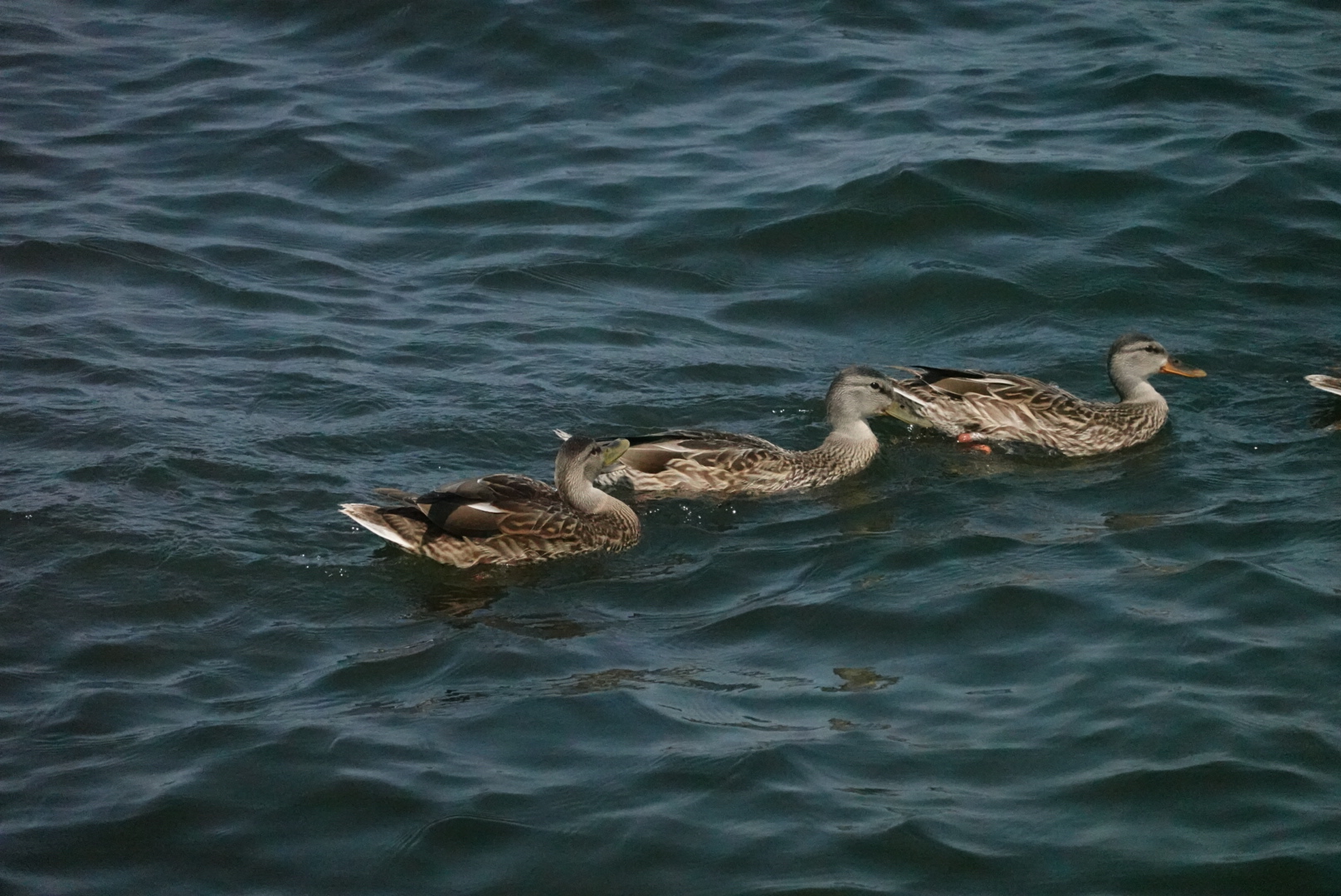 The last three ducks in a line of five ducks