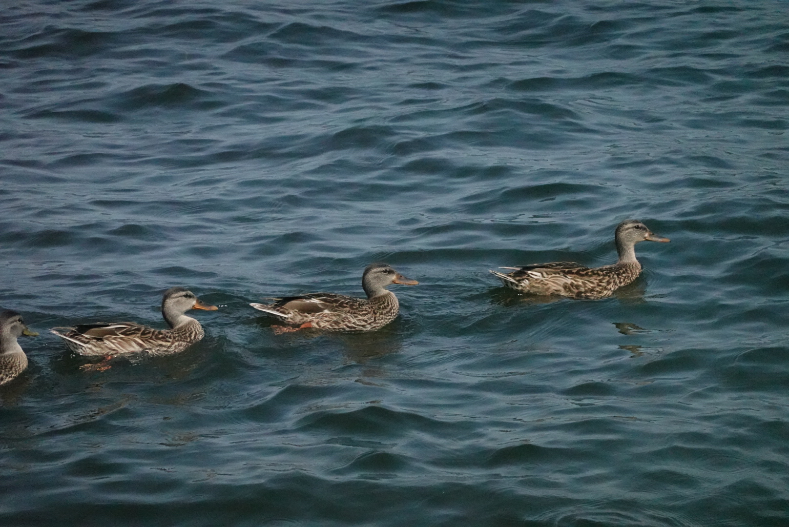 The first three ducks in a line of five ducks