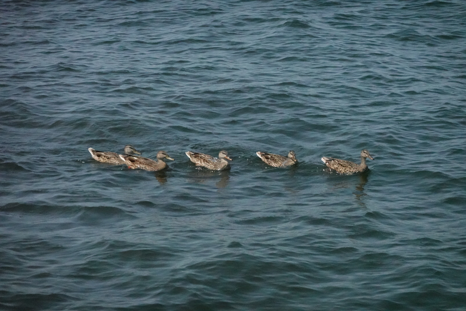 A line of five ducks swimming in the water