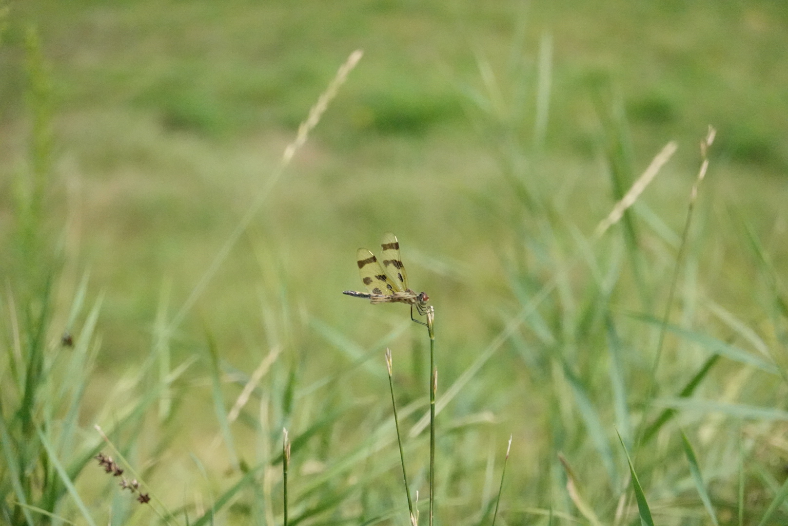 Shot of dragonfly with blurred background