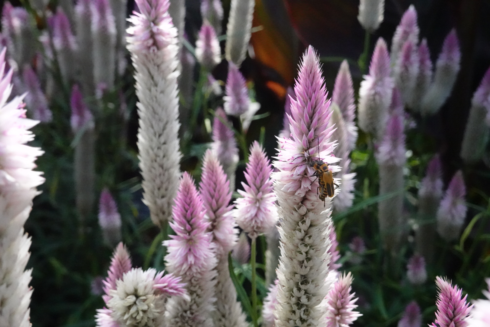 Bees on long white and purple flowers