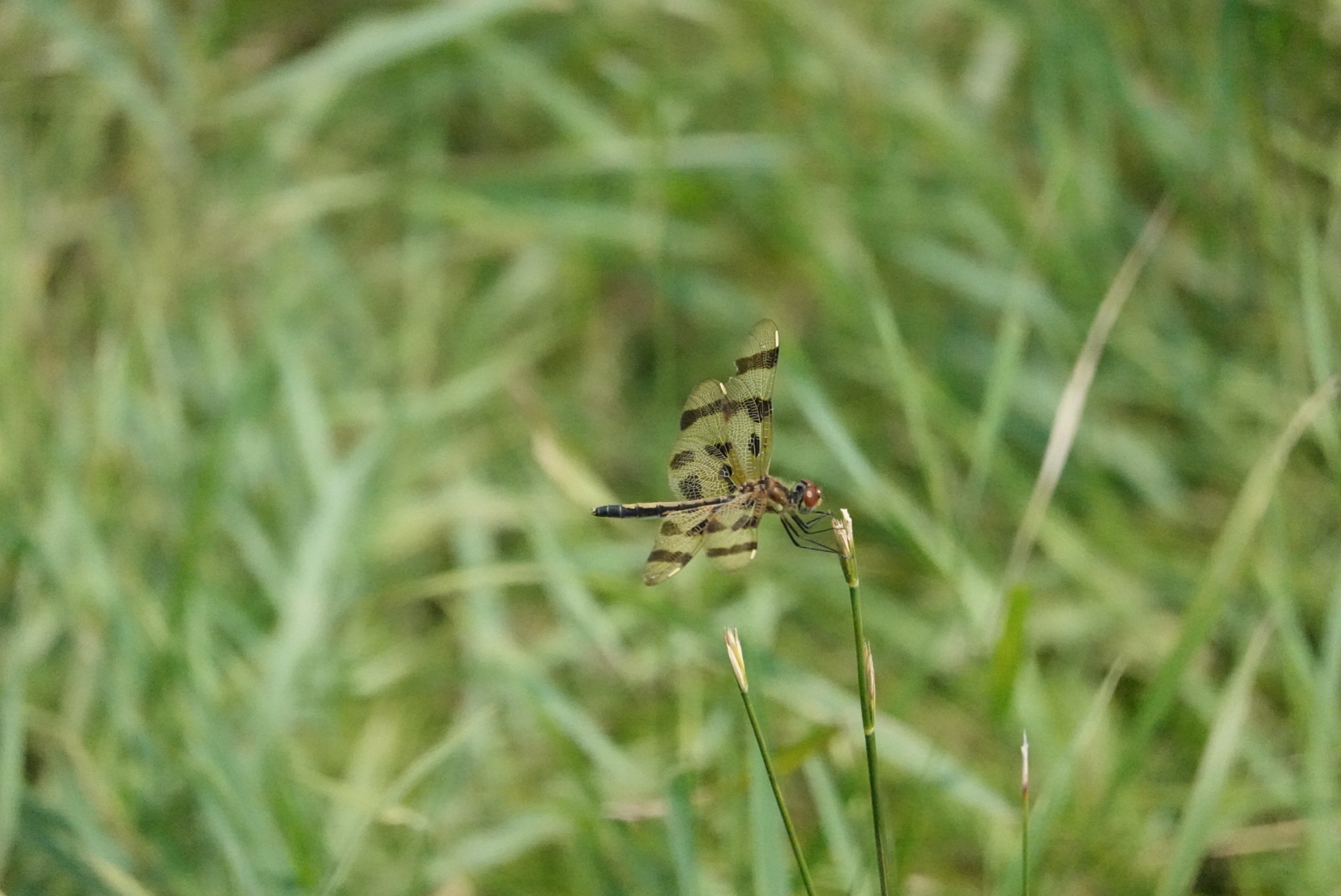 Close up shot of dragonfly