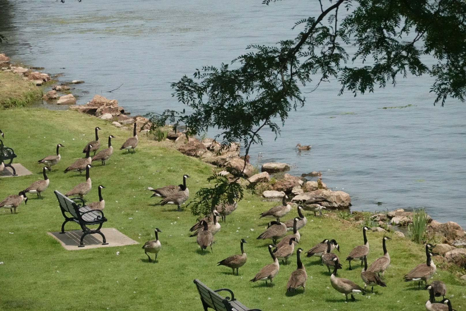 Shot of several geese by the water and a bench