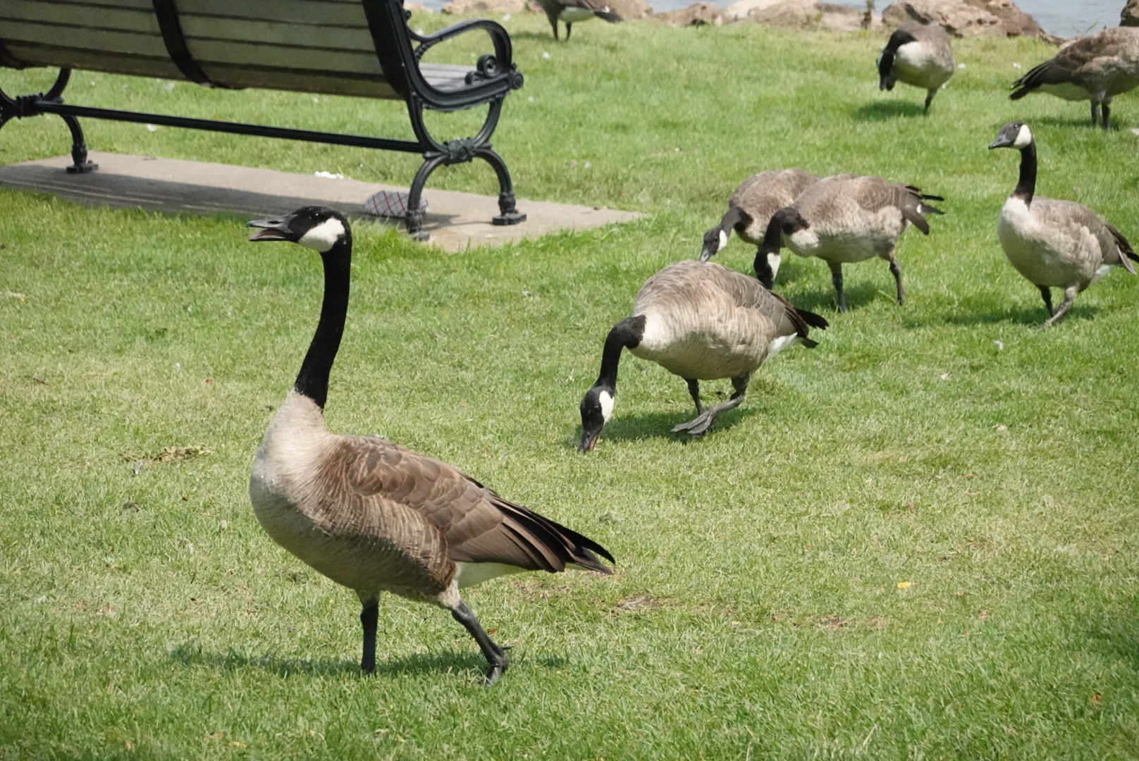 Goose opening beak as other geese in background eat