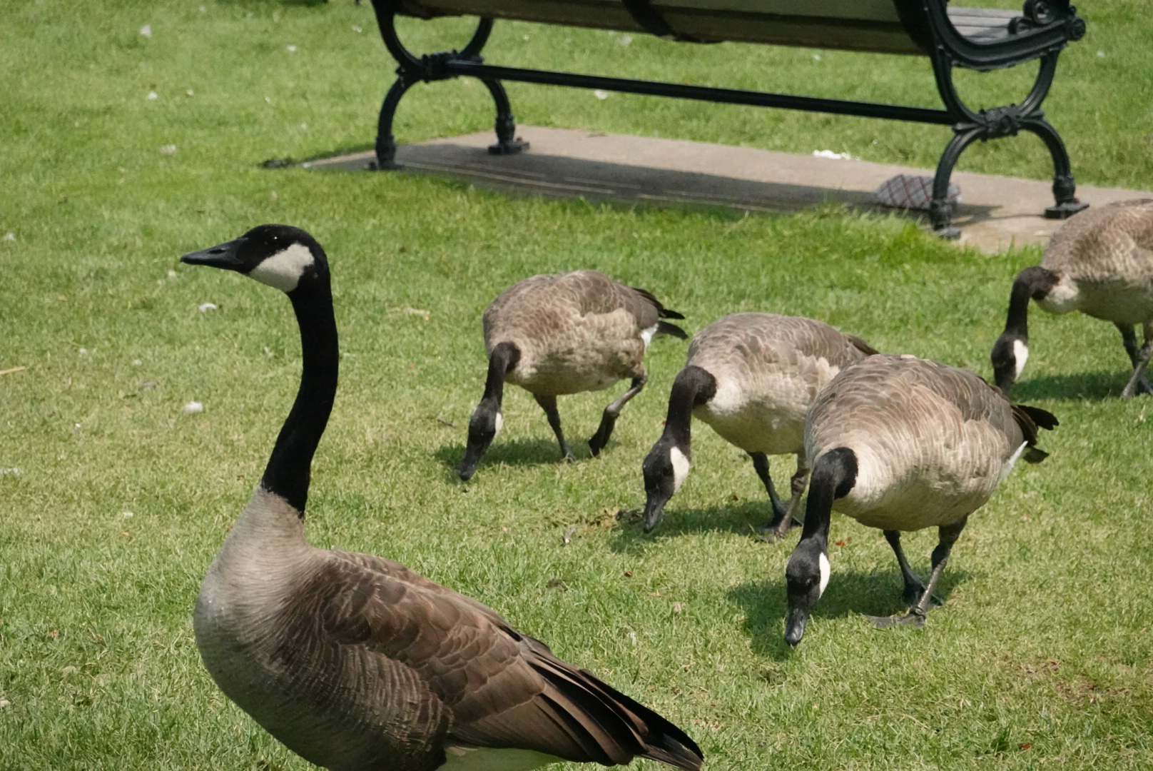 Goose in foreground with four geese eating in background