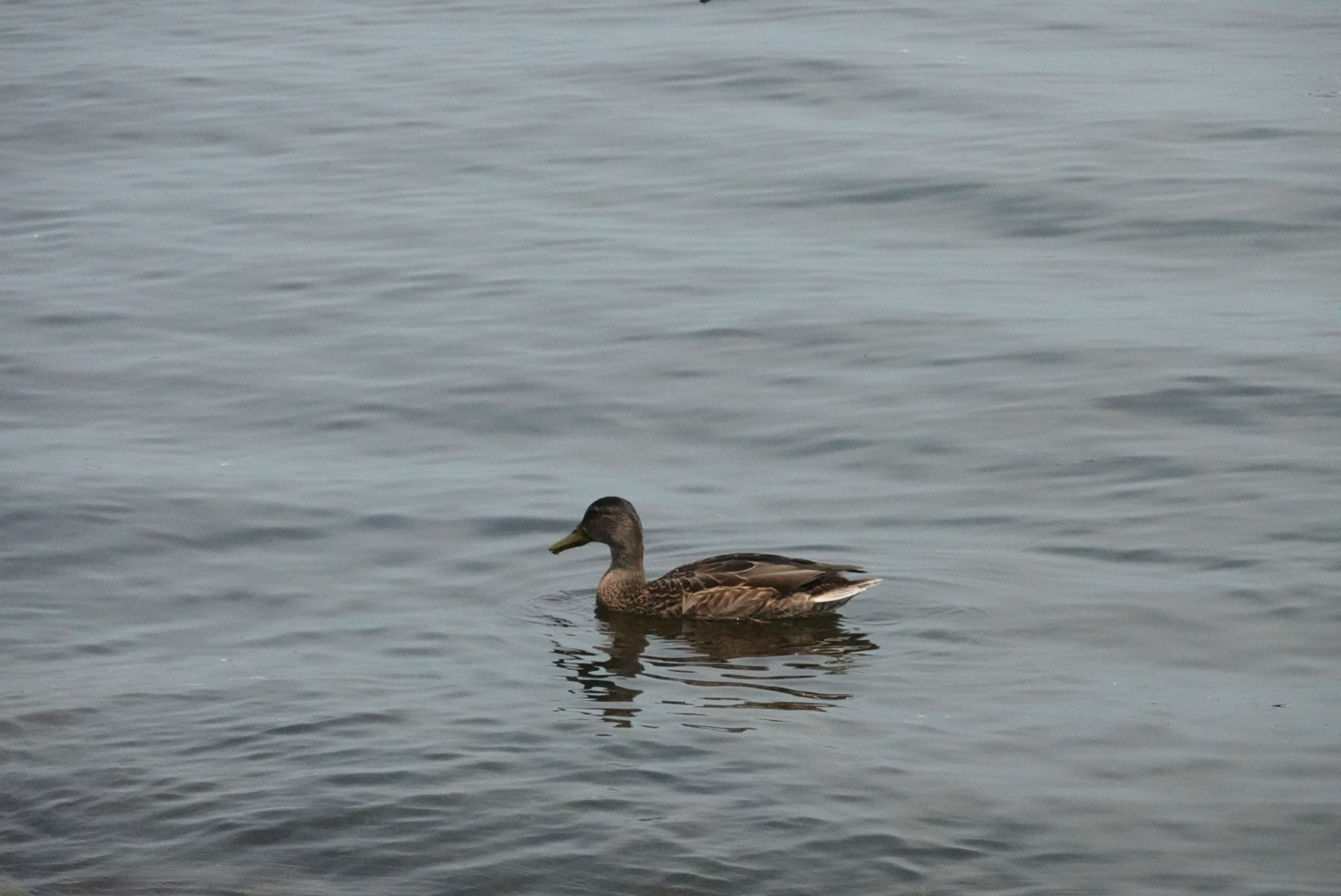 Duck sitting still in the water