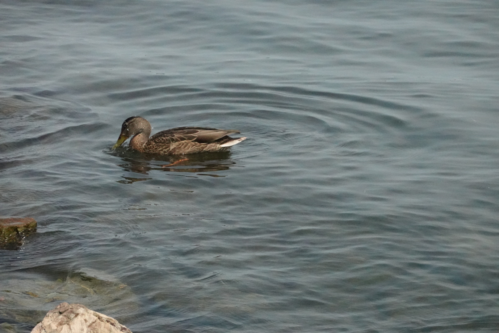 Duck pulling head out of the water with visible water droplets