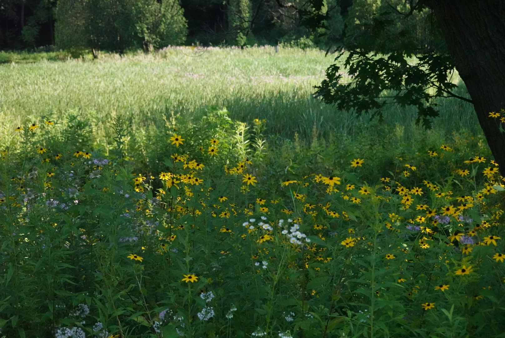 Yellow and purple flowers in the tall grass