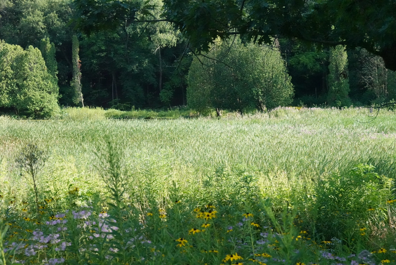 Yellow and purple flowers in the grass in a field with trees in the background