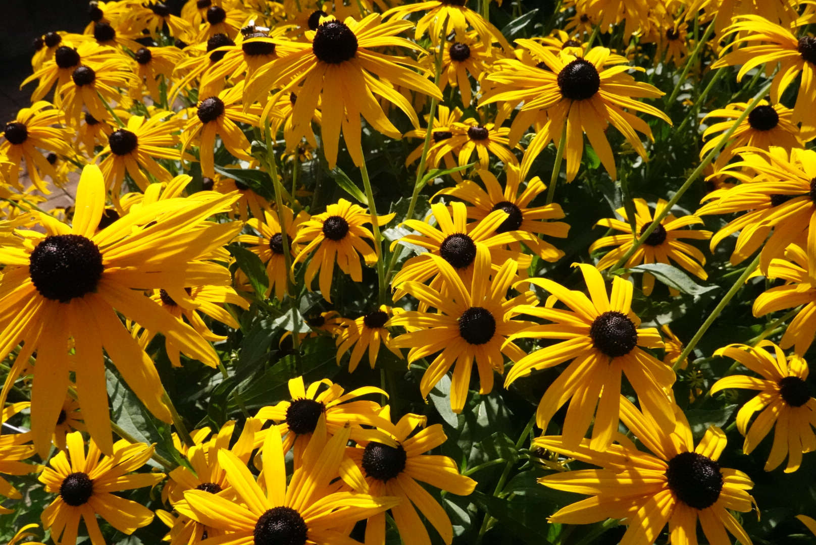 Close-up of black-eyed susans