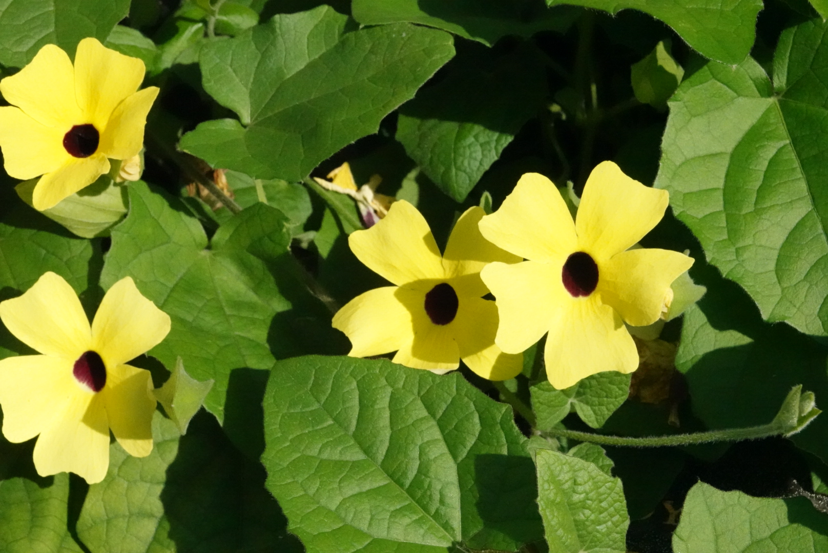 Close-up of yellow thunbergias