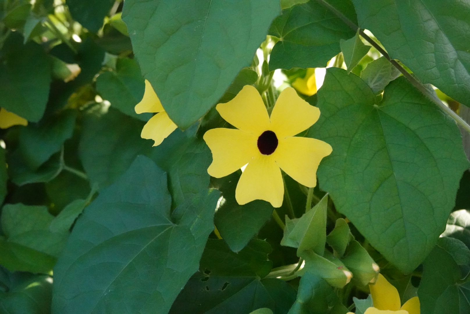 One yellow thunbergia in the leaves