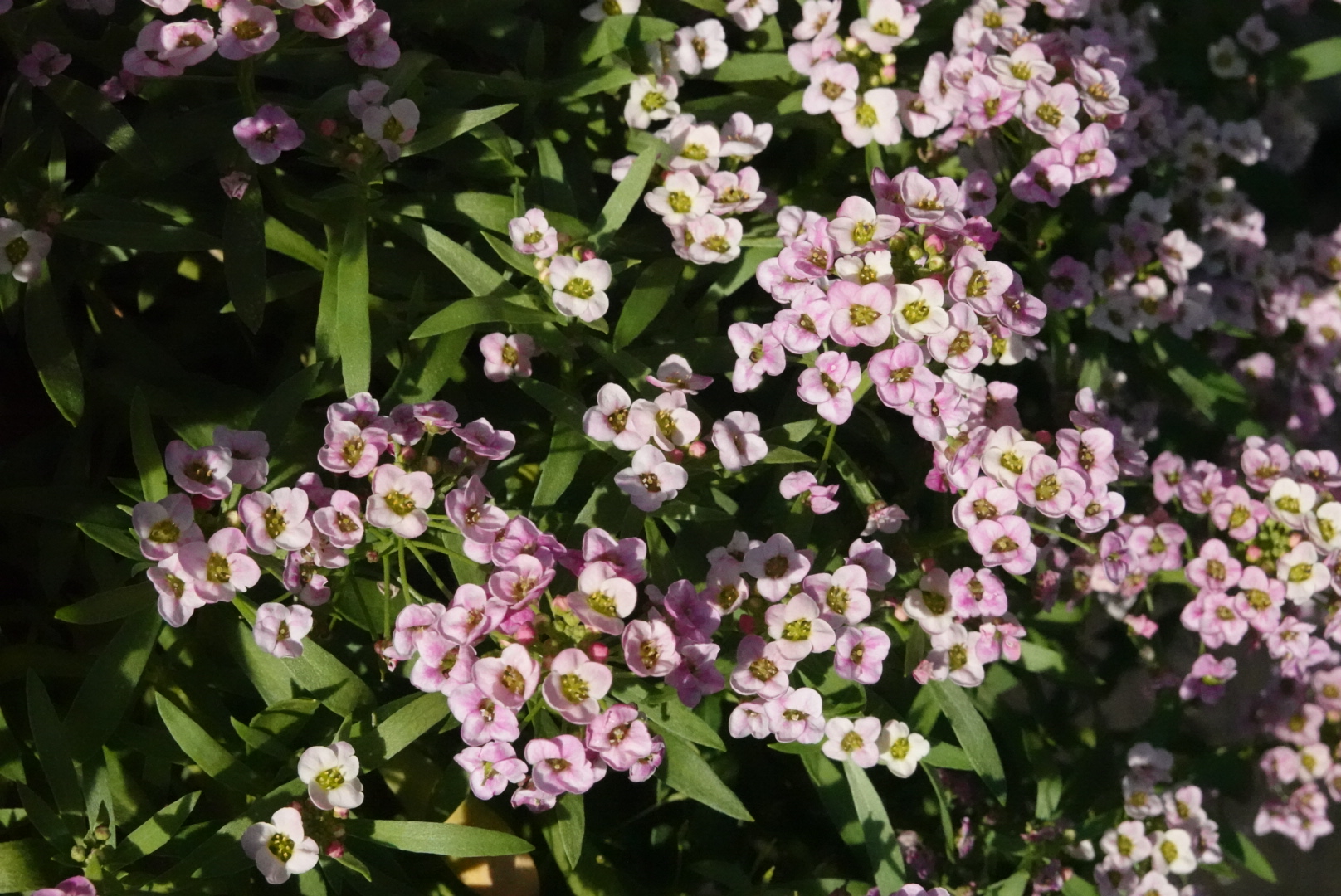 Light pink sweet alyssum flowers