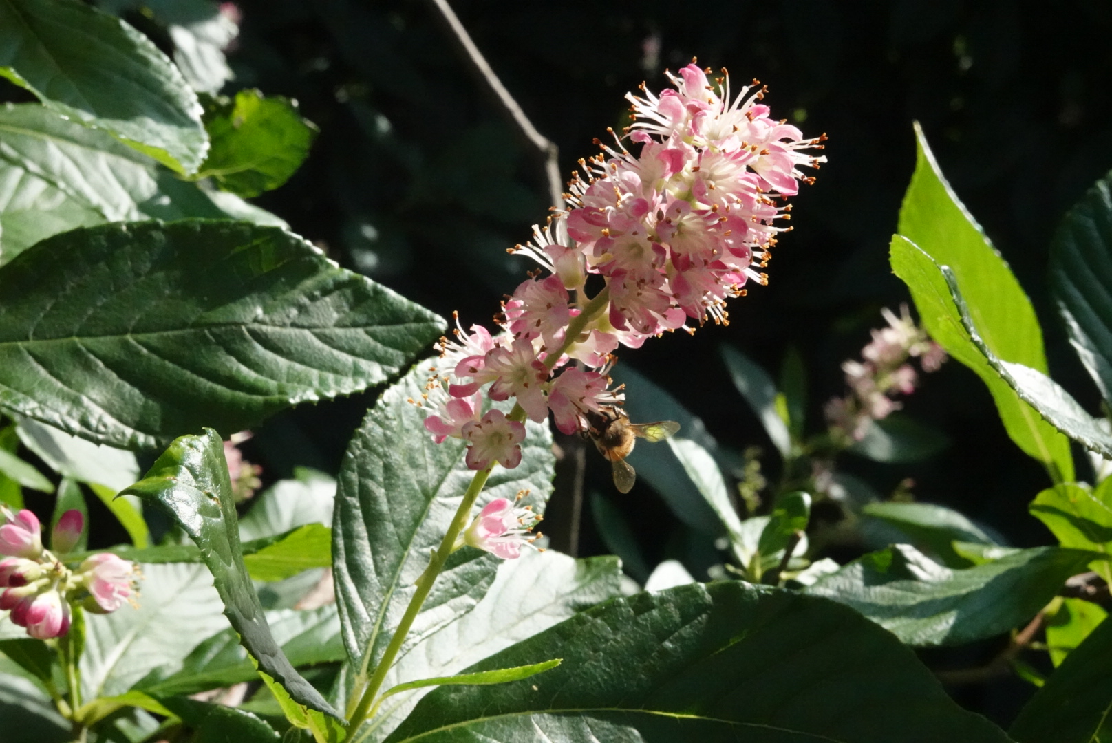 Pink clethra flowers