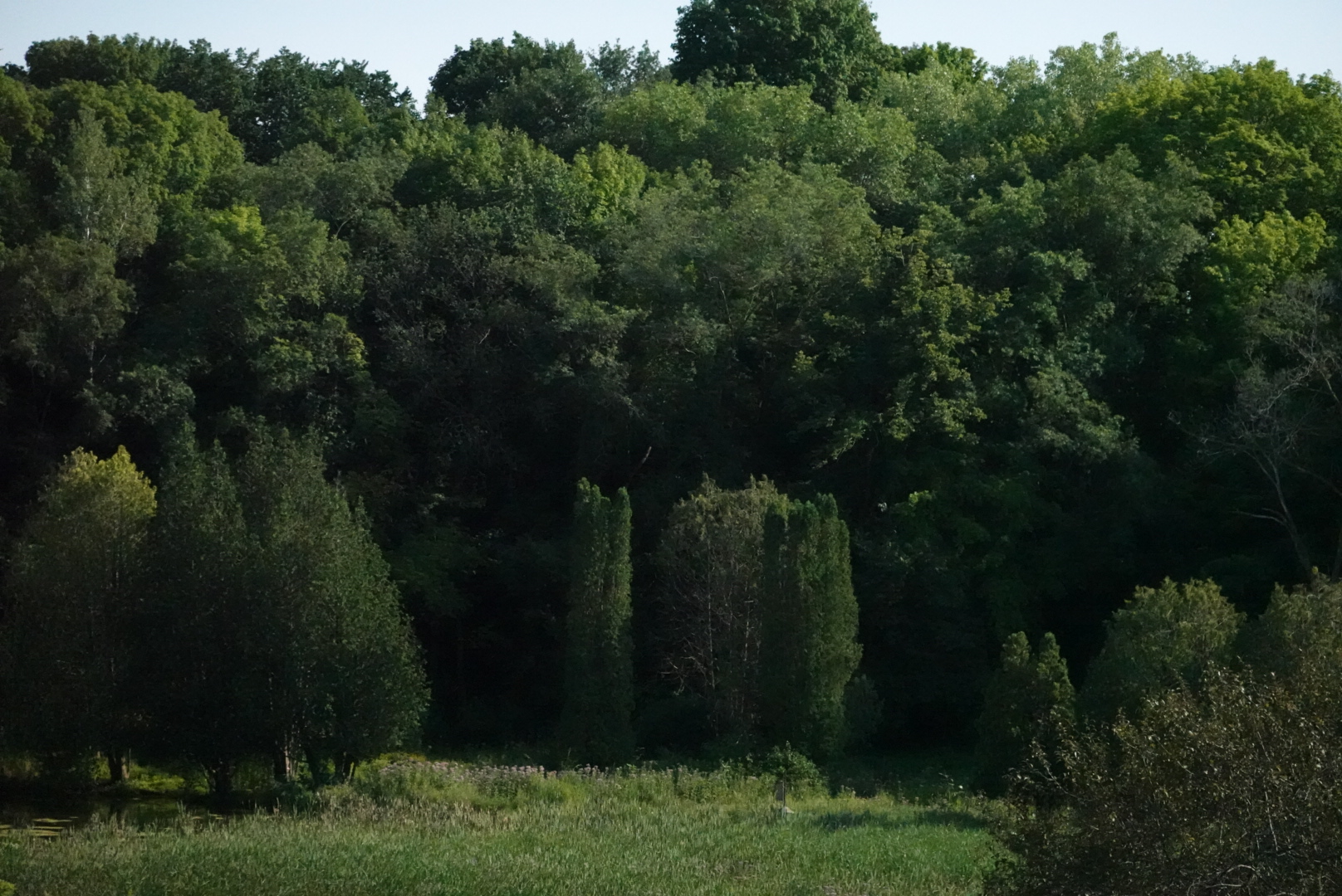 Trees shaded in the back of a field, with sky