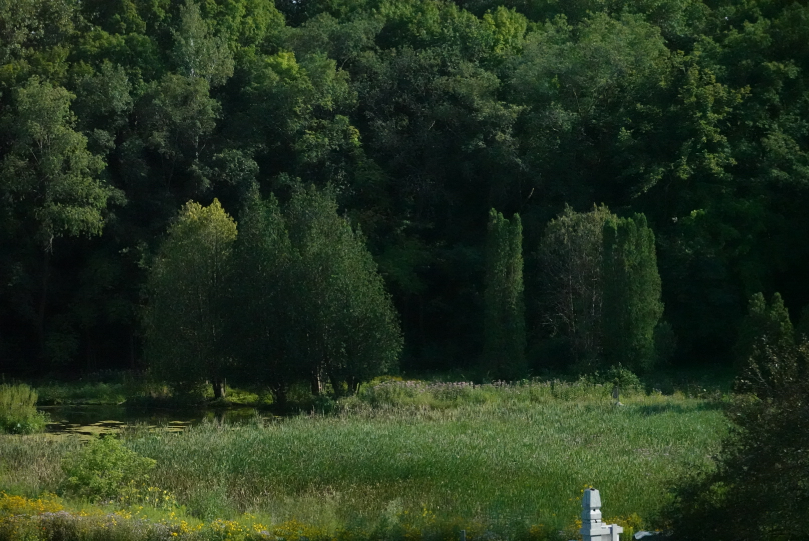 Trees shaded in the back of a field, without sky