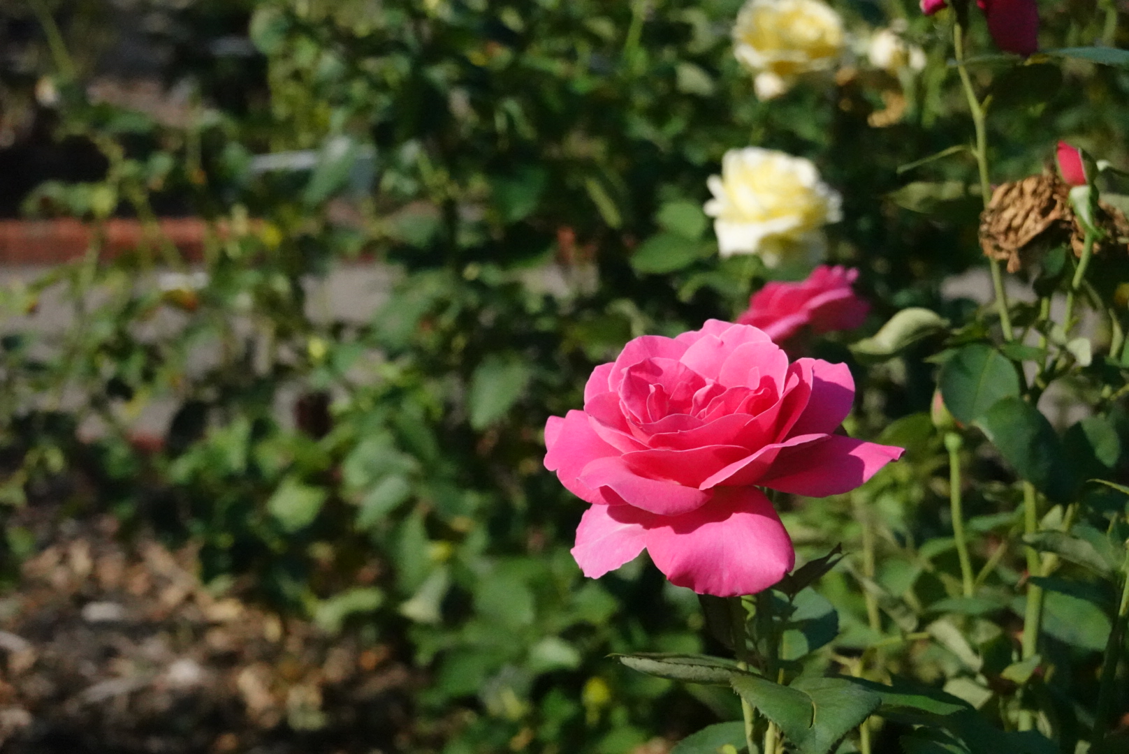 A pink rose